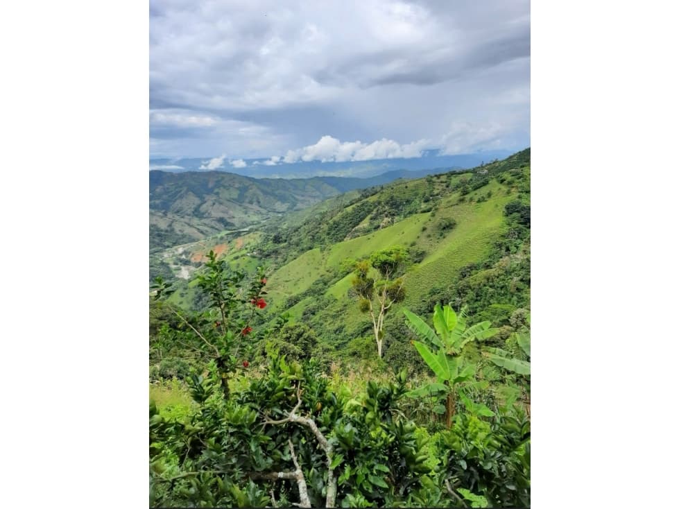 EN VENTA FINCA DE 43 CUADRAS ENTRE LA VIRGINIA - APIA - 1