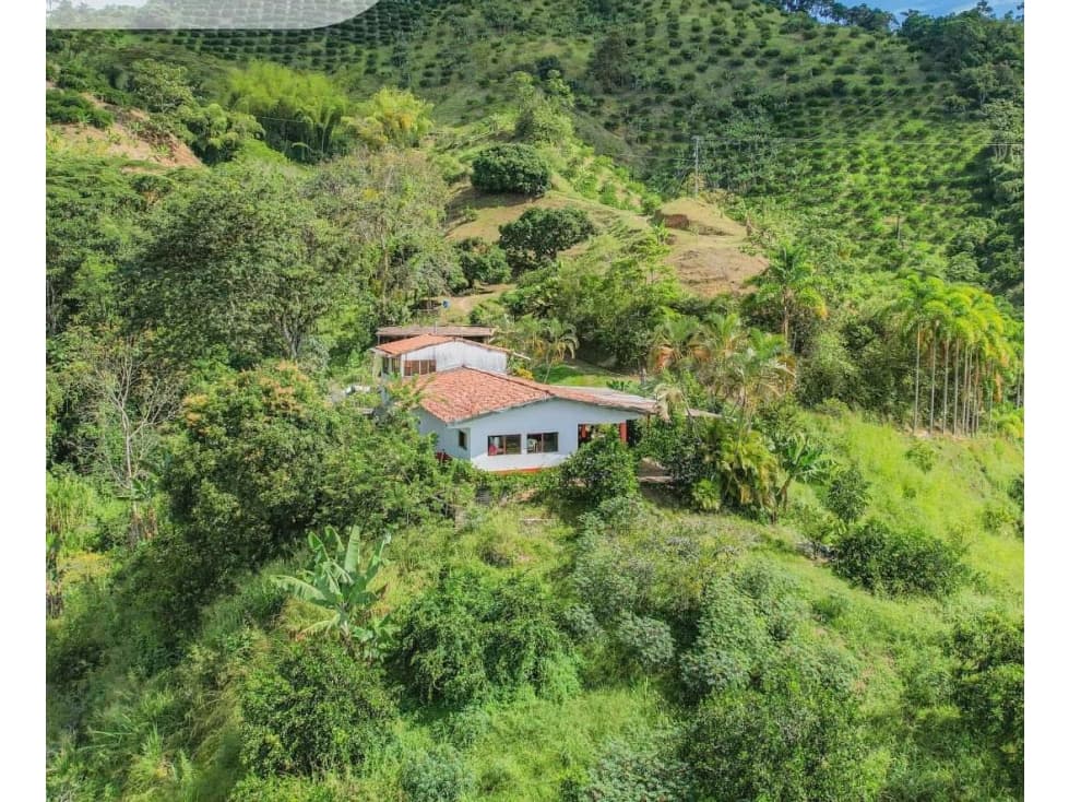 EN VENTA FINCA EN VEREDA PALMA LA VIRGINIA - 1