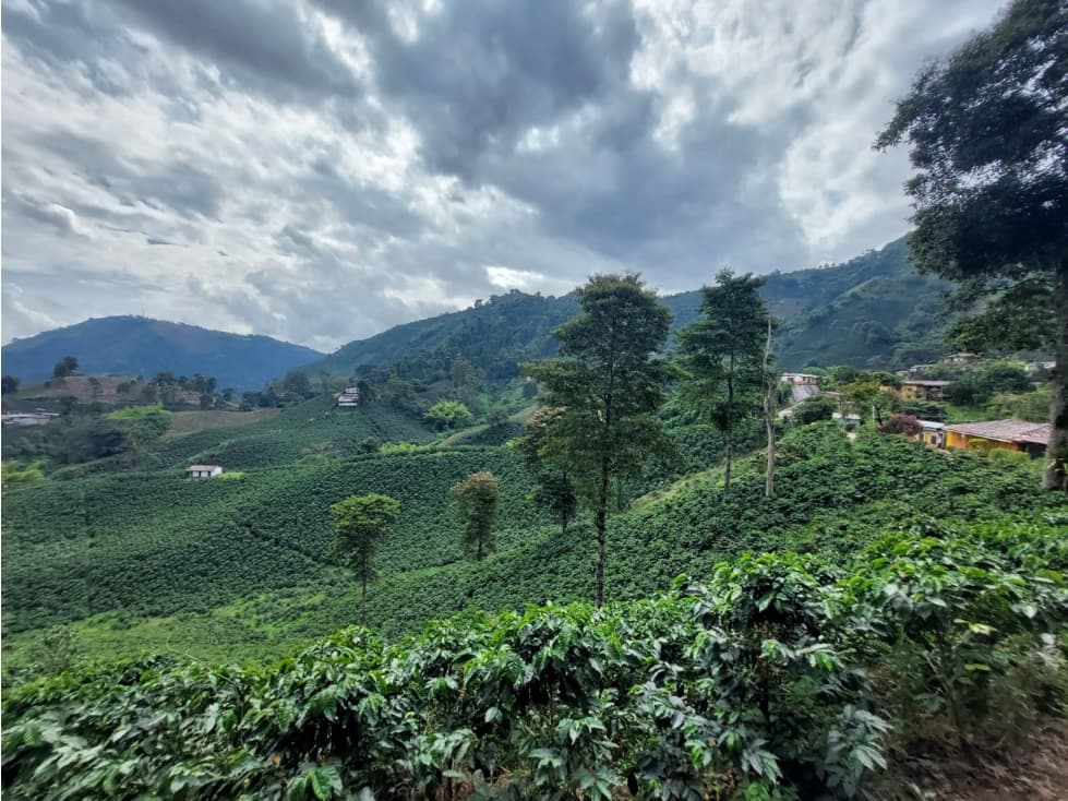 Venta Finca Cafetera en Chinchina, Caldas COD 6754564 - 1