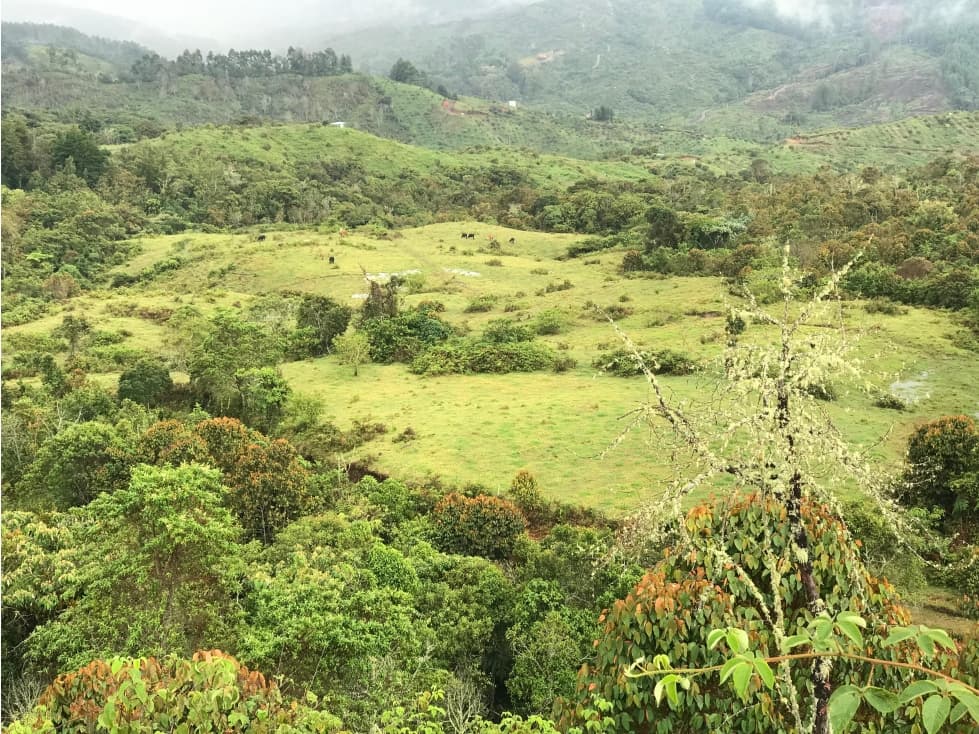 VENTA FINCA, TÁMESIS RÍO FRÍO - SUROESTE ANTIOQUEÑO - 1