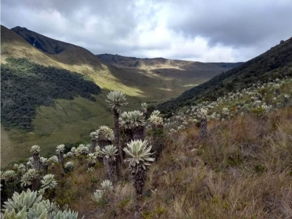 Se Vende Finca Ganadera, turismo o Bonos de Carbono - 1