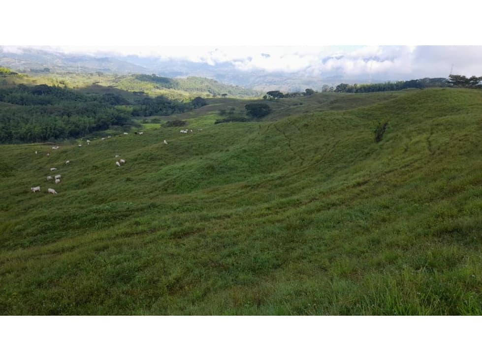 Amazing 339 hectare cattle farm near Manizales For Sale - 1