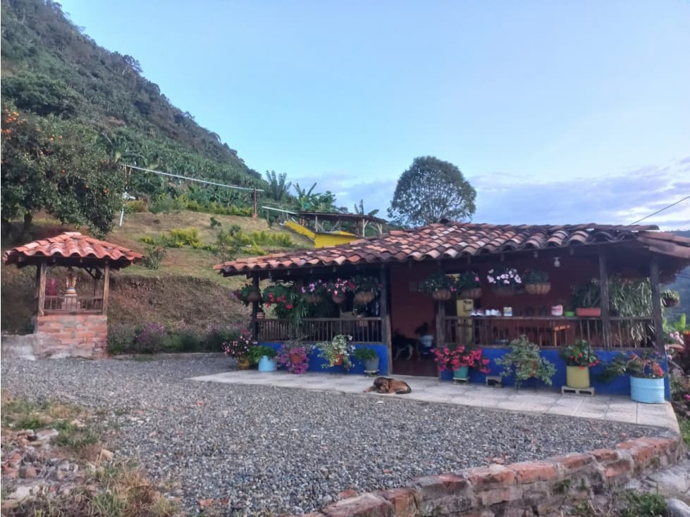 VENTA FINCA CAFETERA EN PUEBLORRICO, SECTOR GALILEA - 1
