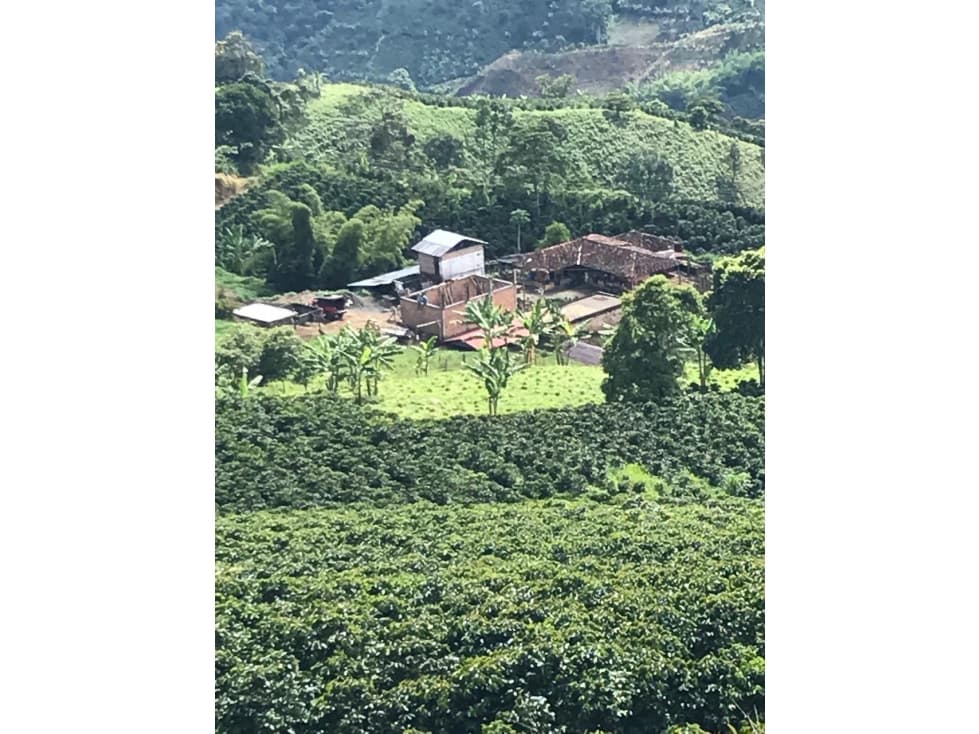 VENTA FINCA CAFETERA EN PUEBLORRICO, SECTOR CORINTO - 1