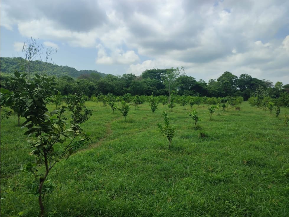 FINCA EN VENTA - Entre PIOJO y JUAN DE ACOSTA - 1