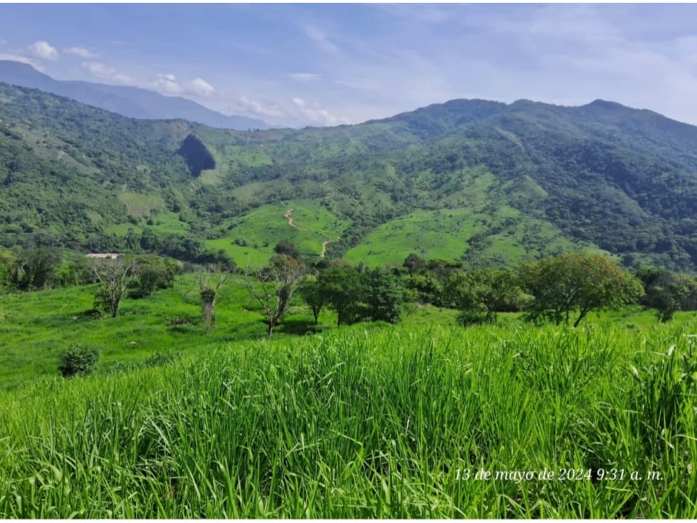 VENDO FINCA DE 81 HECTAREAS EN DURANIA - 1