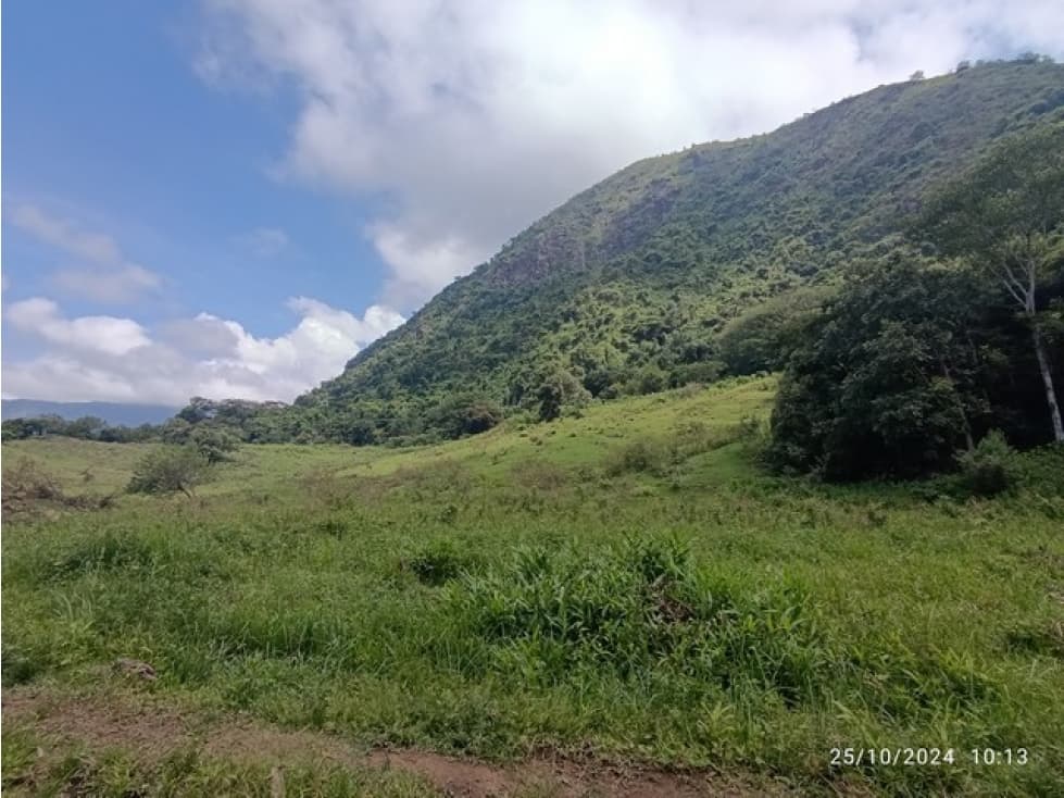 VENDO FINCA GANADERA DE 123 CUADRAS CERCA A MARSELLA EN FREDONIA - 1