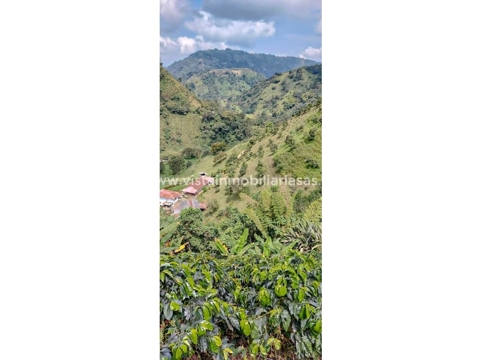 Venta Finca Vereda Llanitos, Villamaría - 1