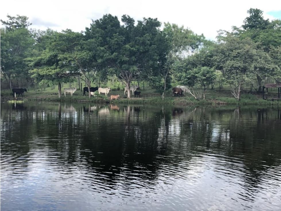 VENTA FINCA GANADERA VEREDA HATICOTAMARINDO - 1