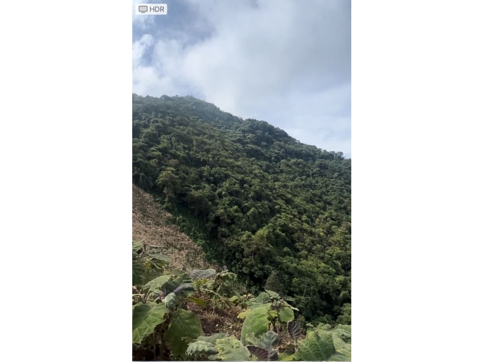 VENTA FINCA CASTILLA PÁCORA 32 HECTÁREAS | FINCA PRODUCTIVA EN VENTA - 1