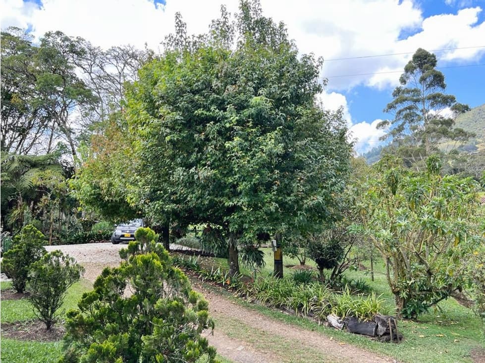 FINCA CON 3.8 H EN LA CEJA IDEAL PARA CULTIVOS - 1