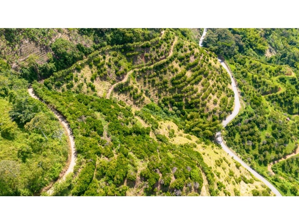 Se Vende Finca Productiva En Génova - Quindío - 1