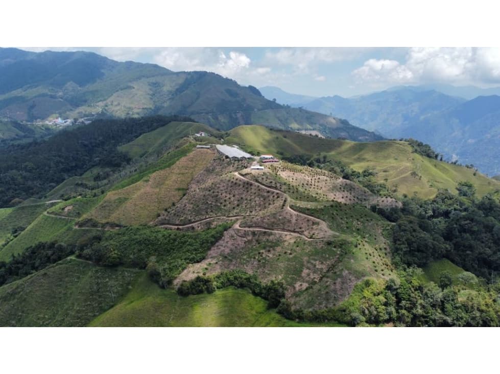 FINCA PRODUCTORA DE AGUACATE HASS TOLIMA - 1