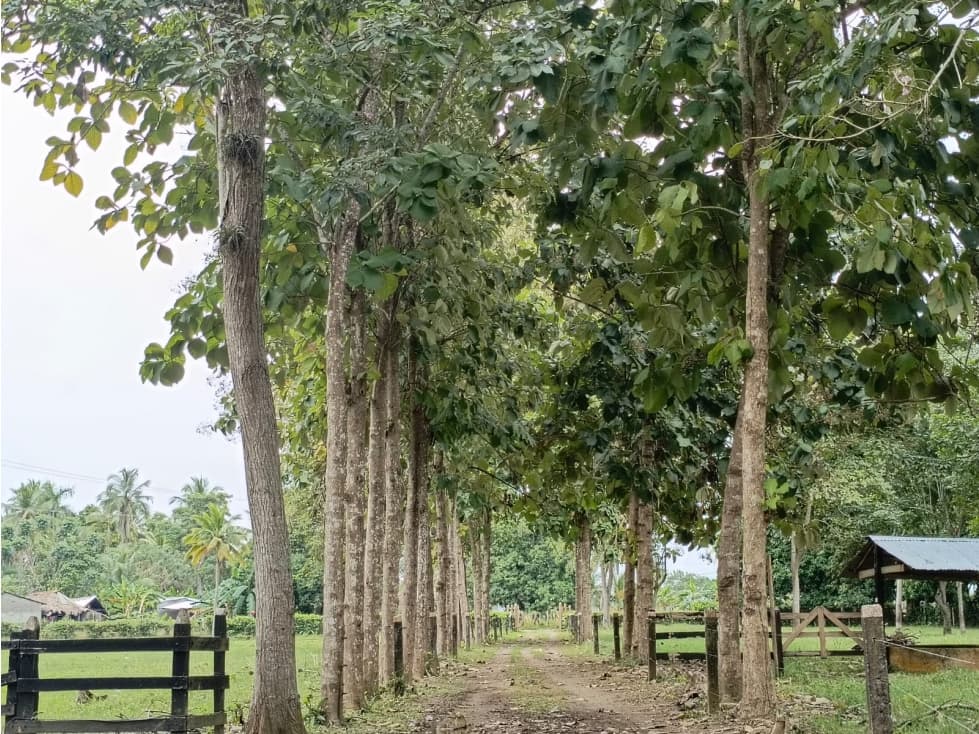 CASA FINCA ARRENDAMIENTO VIA AL CEIBAL MONTERIA - 1