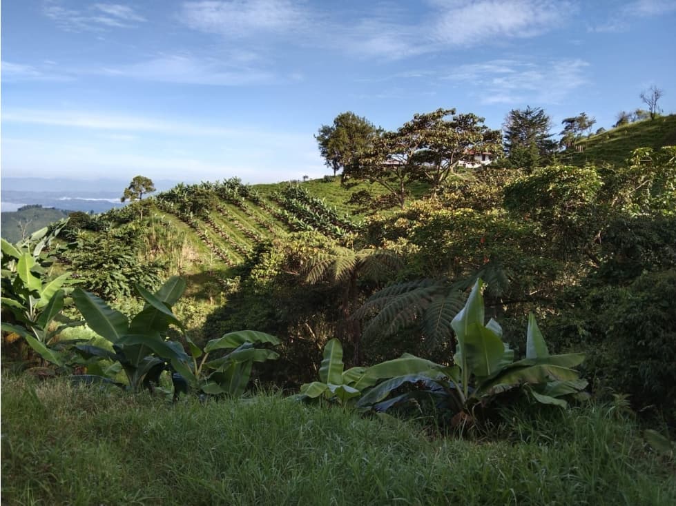 VENDO FINCA PIJAO - QUINDIO - 1