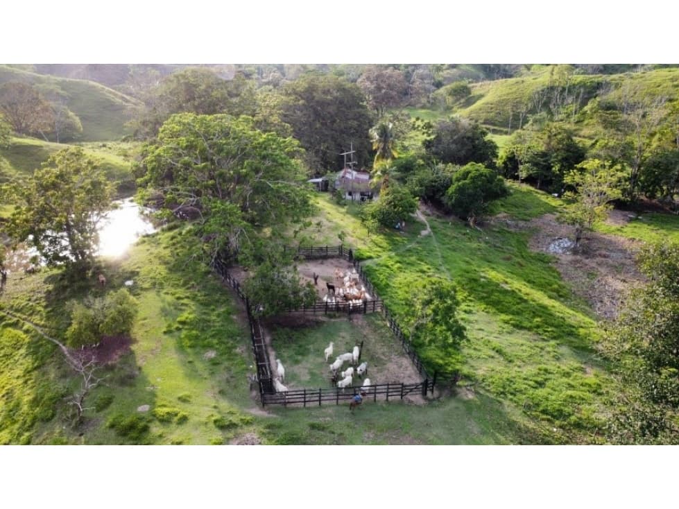 Venta de Hacienda Ganadera Vereda La Quiebra Puerto Boyacá - 1