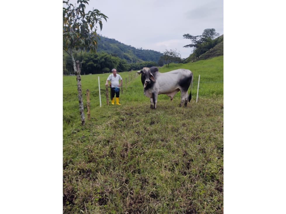 VENDO FINCA GANADERA 50 CUADRAS SECTOR LA VIRGINIA - 1