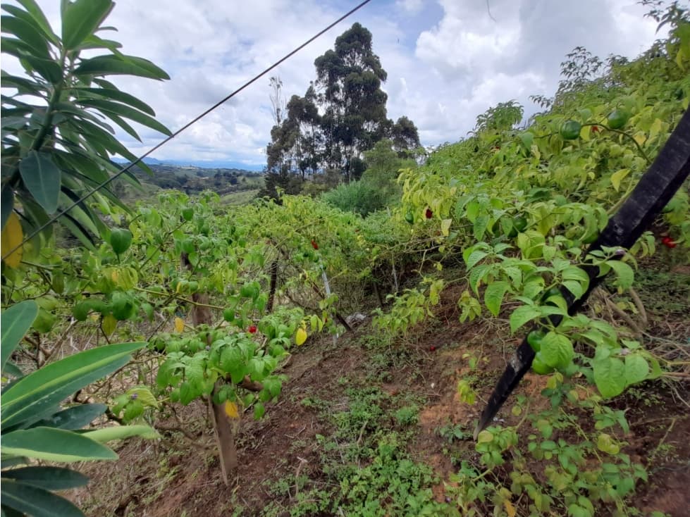 FINCA EN VENTA, VEREDA LA ALDANA, EL SANTUARIO - 1