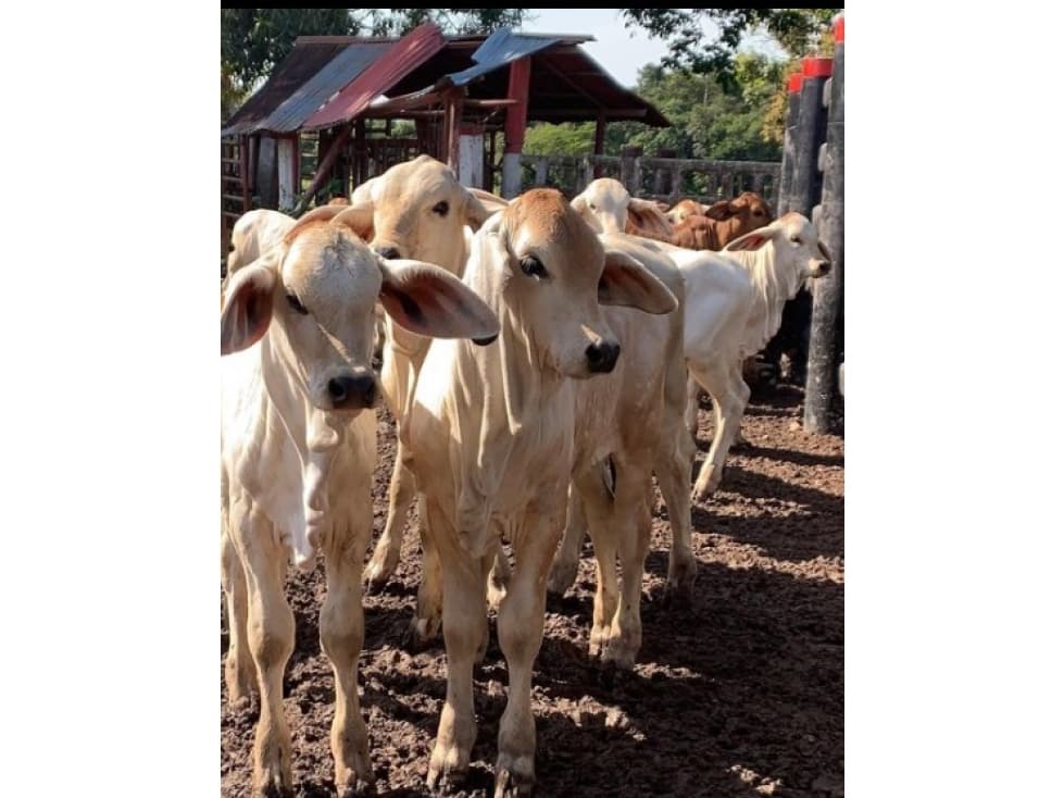 FINCA GANADERA EN VENTA - PUERTO LOPEZ ( META) - 1