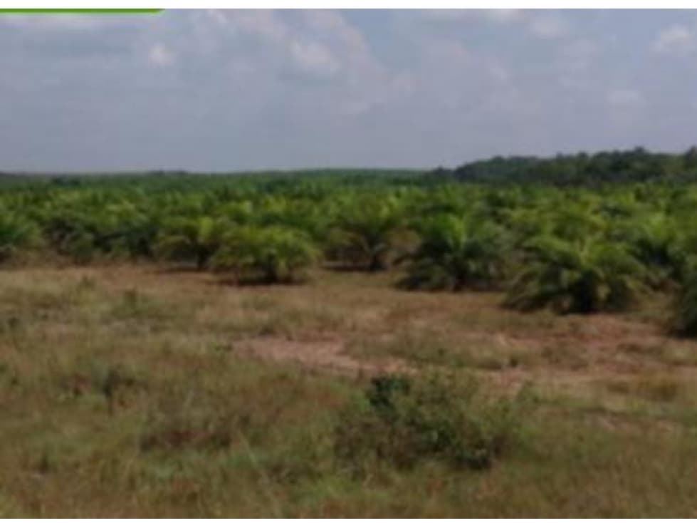 FINCA PALMERA EN VENTA, PUERTO GAITAN META, NEGOCIABLE - 1