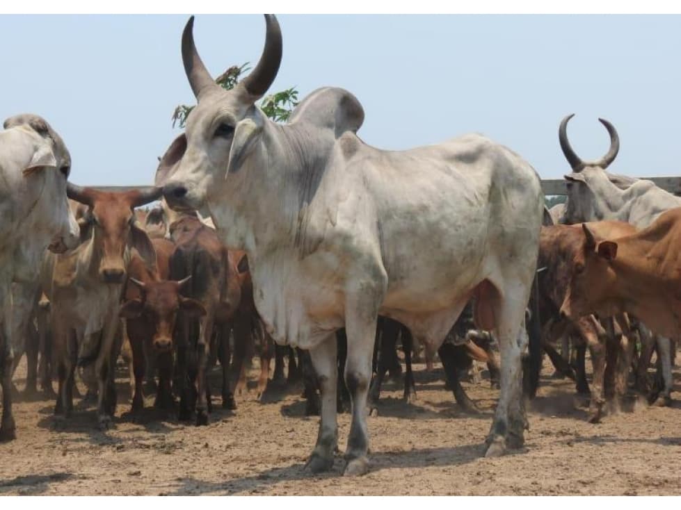 FINCA GANADERA DE 17.000 HECTAREAS EN VENTA, PUERTO GAITAN META - 1