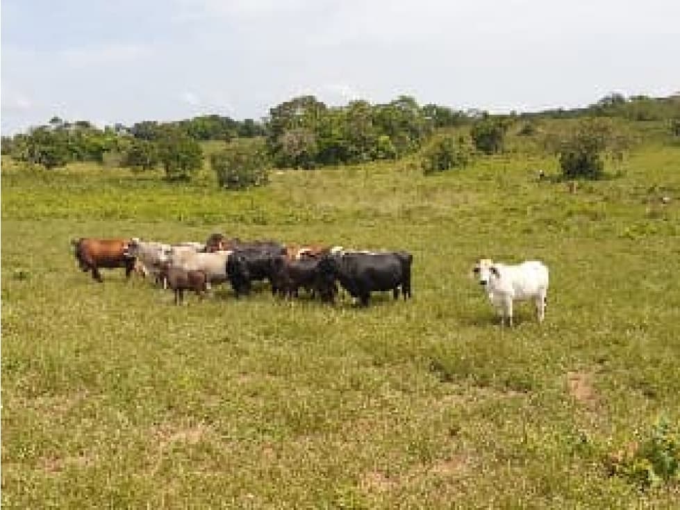 FINCA DE 34.488 HECTAREAS EN VENTA, PUERTO GAITAN META - 1