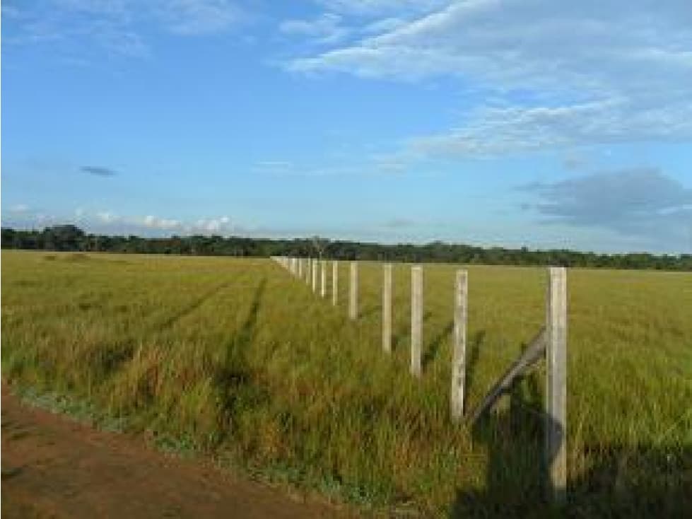 Venta finca en Vereda Mata Redonda en La Primavera Vichada - 1