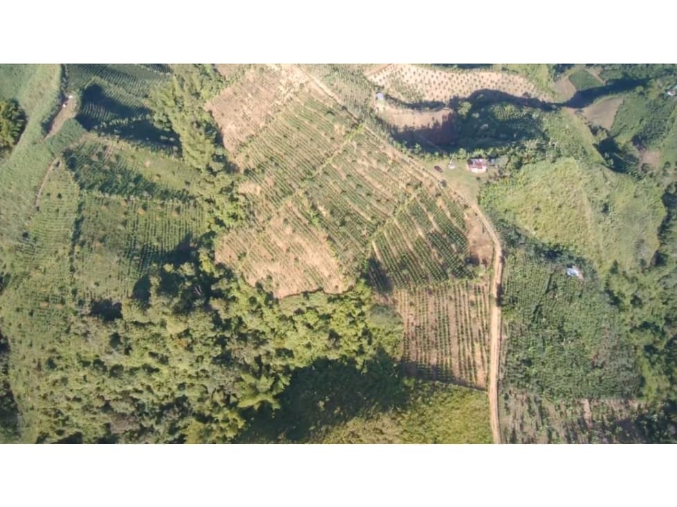 VENTA DE FINCA PRODUCTIVA FRESNO TOLIMA - 1