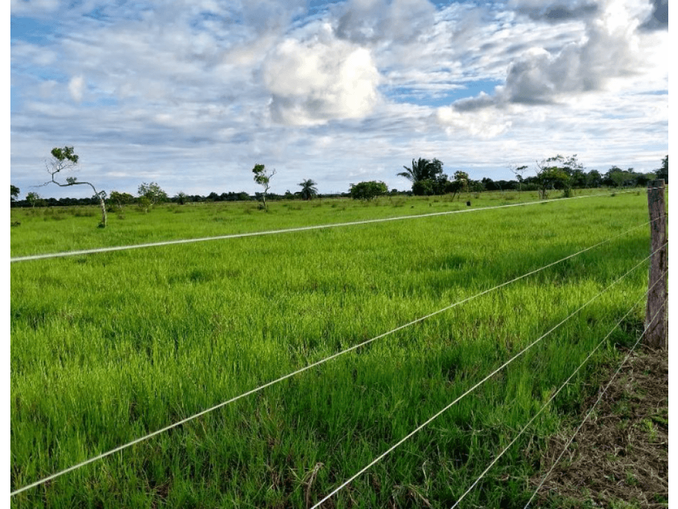 SE VENDE FINCA PRADIZADA VEREDA SAN PASCUAL YOPAL - 1