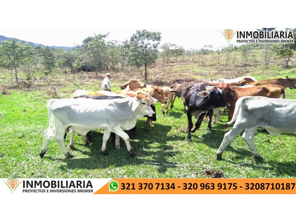 SE VENDE FINCA GANADERA EN CURITI - 1