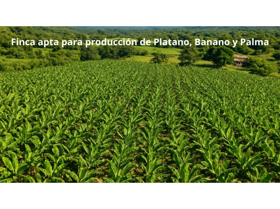 Venta Finca Zona Bananera 441 Hras - 1