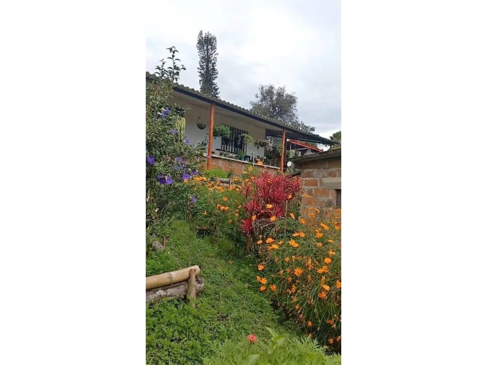 FINCA EN VENTA SANTA ROSA DE CABAL EL MANZANILLO - 1