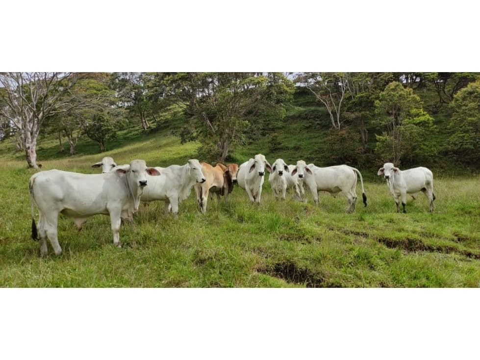 VENTA DE FINCA EN PUENTE NACIONAL - 1