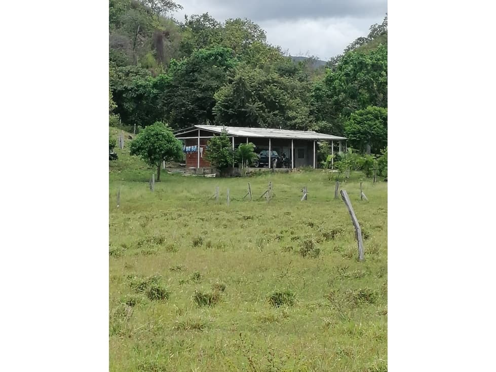 VENTA DE FINCA VEREDA PALMA ALTA TOLIMA - 1