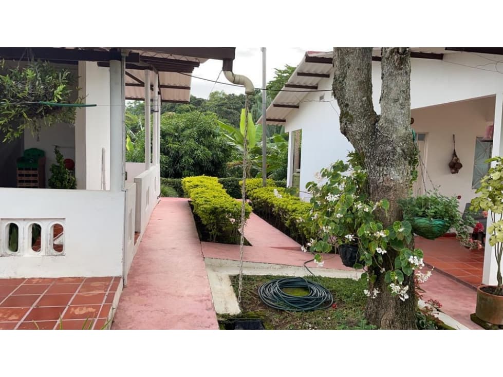 FINCA CACAOTERA RENTANDO EN VENTA - 1