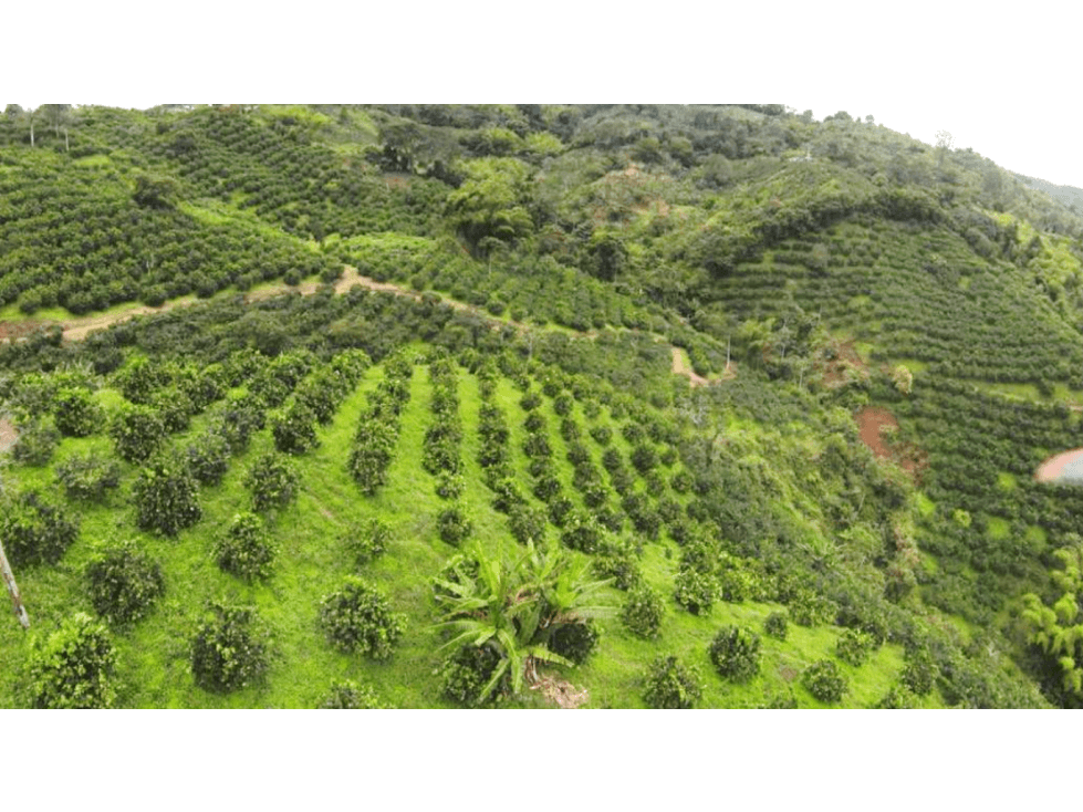 FINCA NORTE DEL VALLE EN CITRICOS VIA CAICEDONIA - SEVILLA - 1