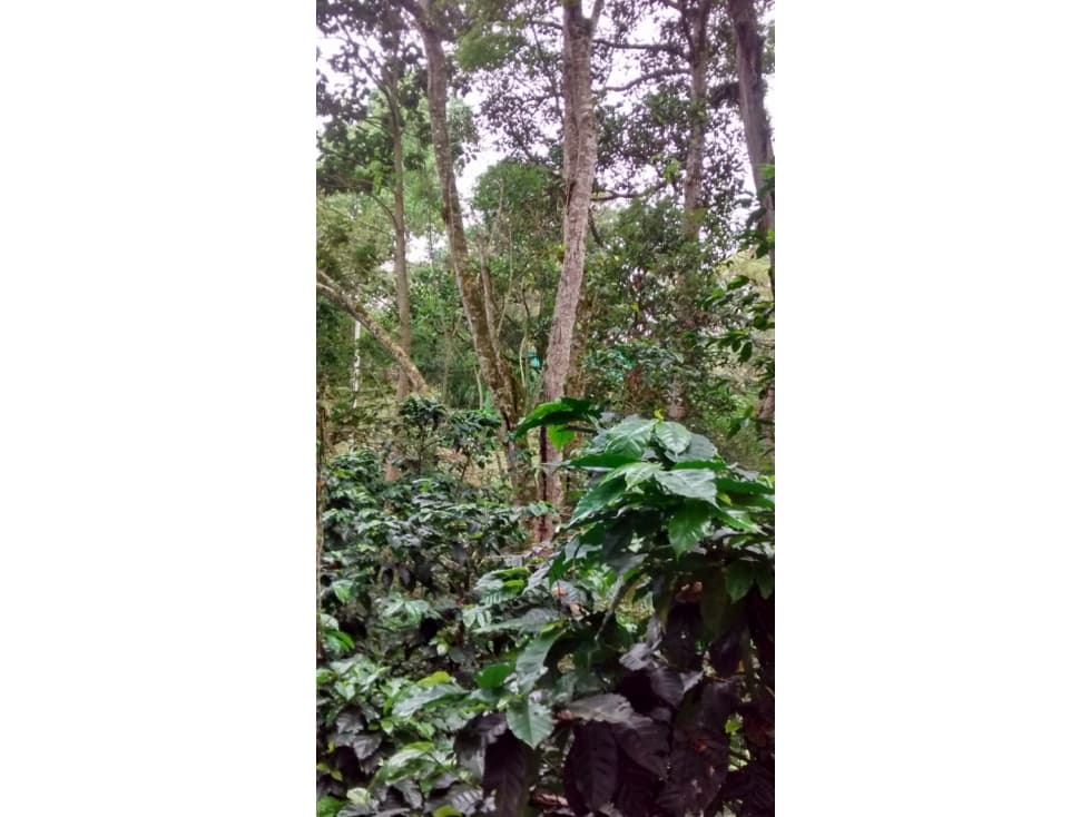 VENTA LOTE FUSAGASUGA - 1