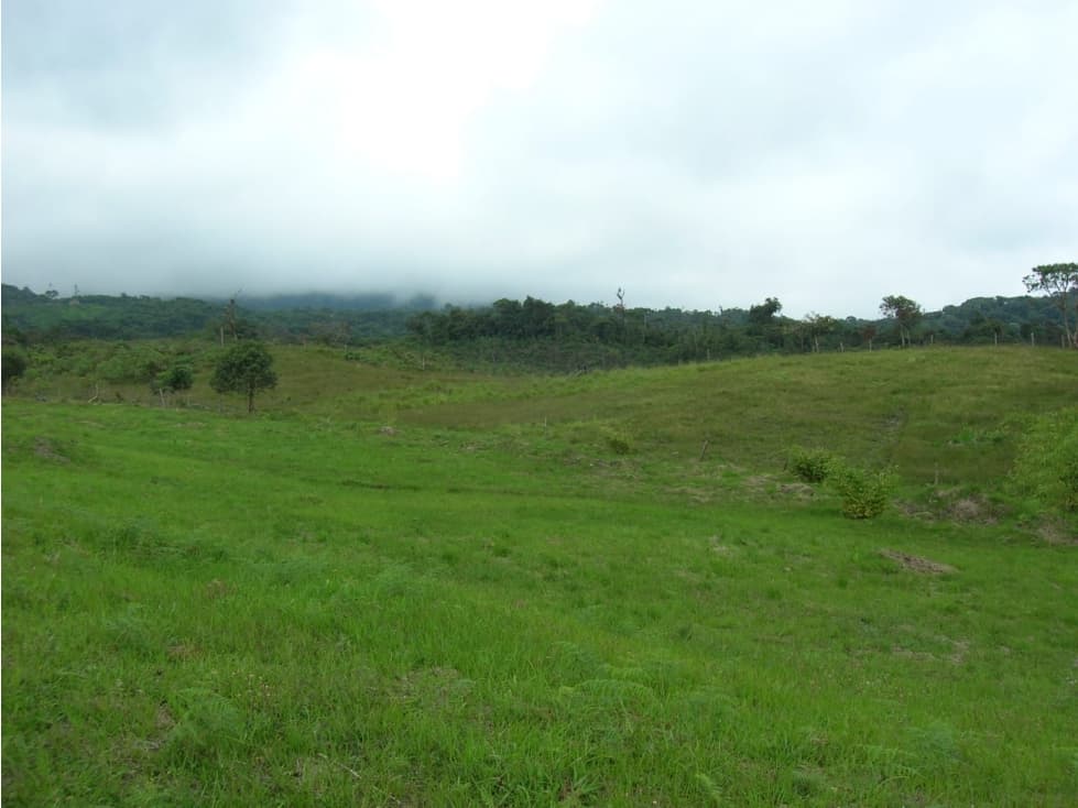 SE VENDE FINCA PRODUCTORA QUEREMAL (A.G) CW:6889675 - 1