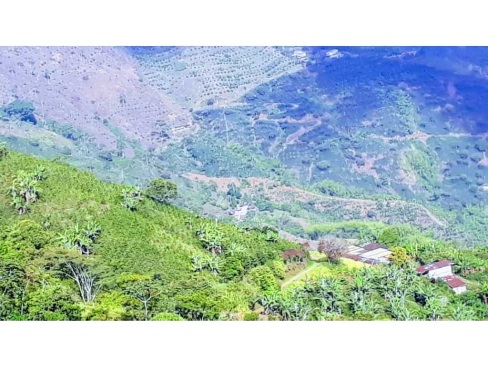 Finca cafetera en pijao - 1