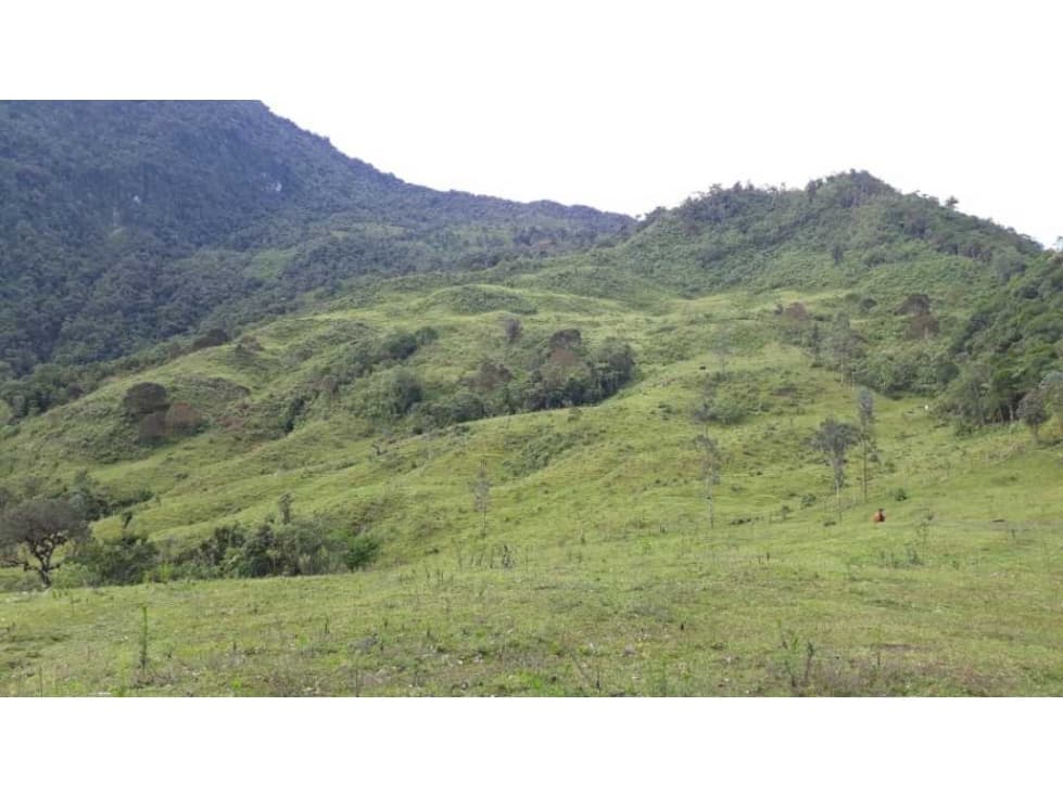 Finca Córdoba en pasto con bosque y nacimientos - 1