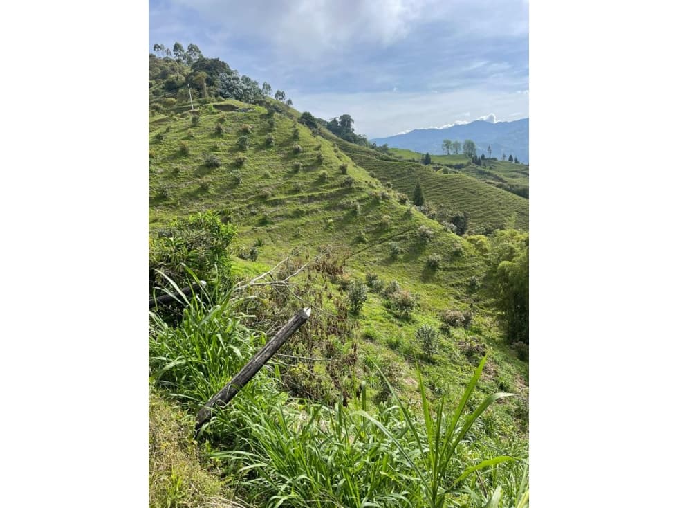 Finca productora en venta ubicada en Aránzazu Caldas - 1