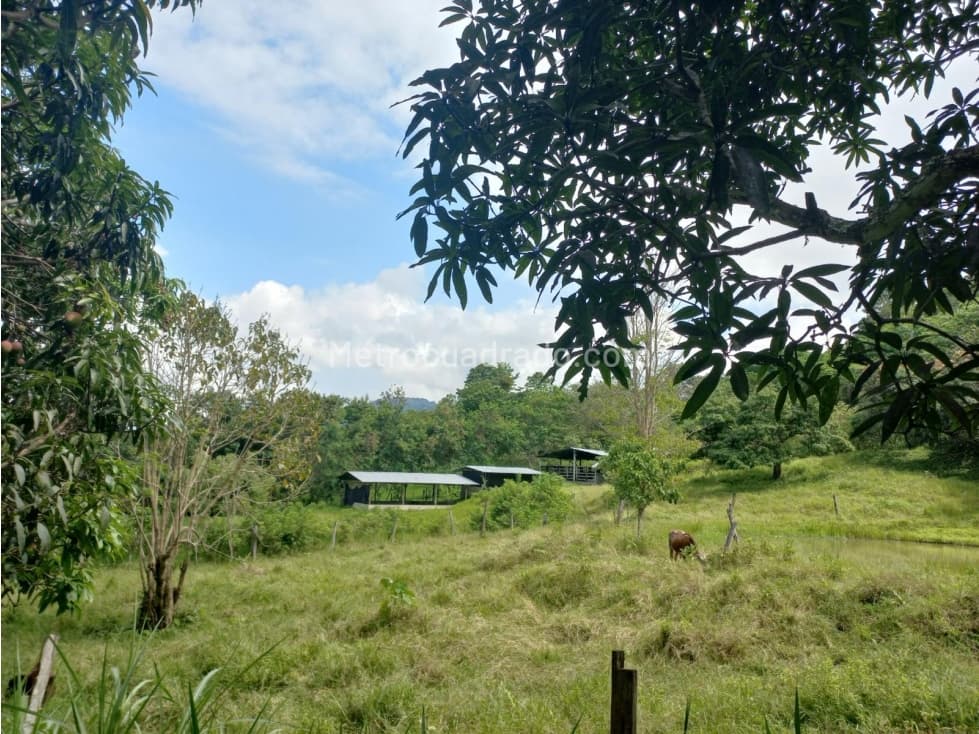 Finca en Venta en Viota Vía a La Mesa 13 hectareas - 1