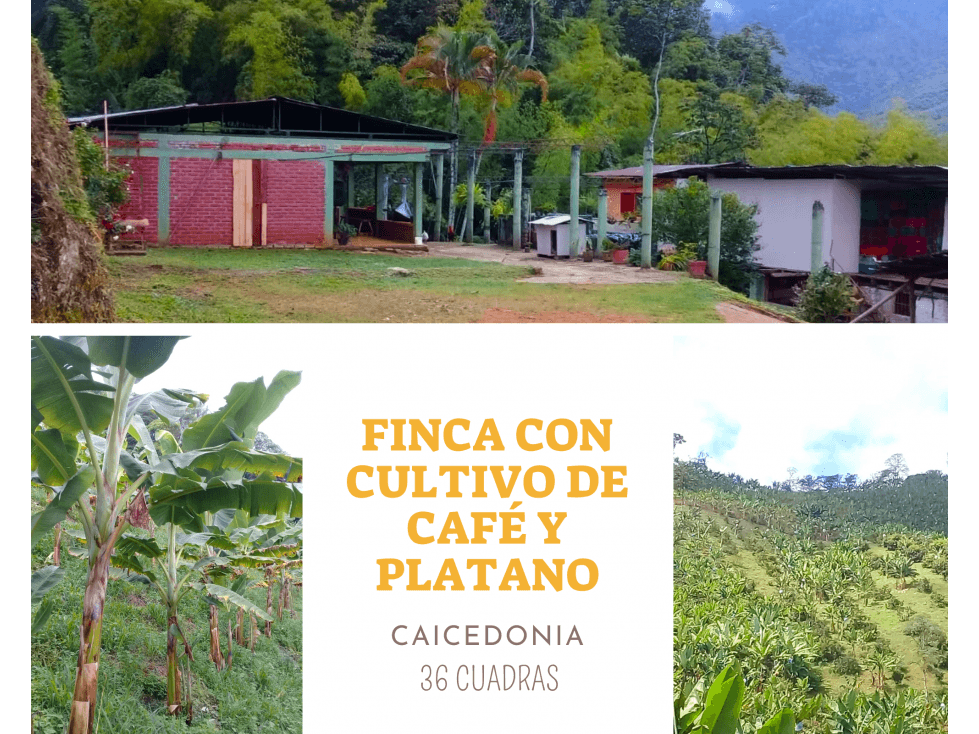 FINCA CULTIVABLE CAICEDONIA 4871 - 1