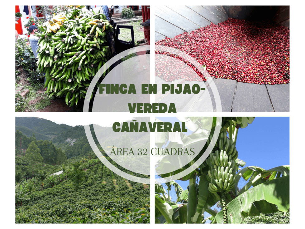 FINCA EN PIJAO- VEREDA CAÑAVERAL 32 CUADRAS REF 4877 - 1