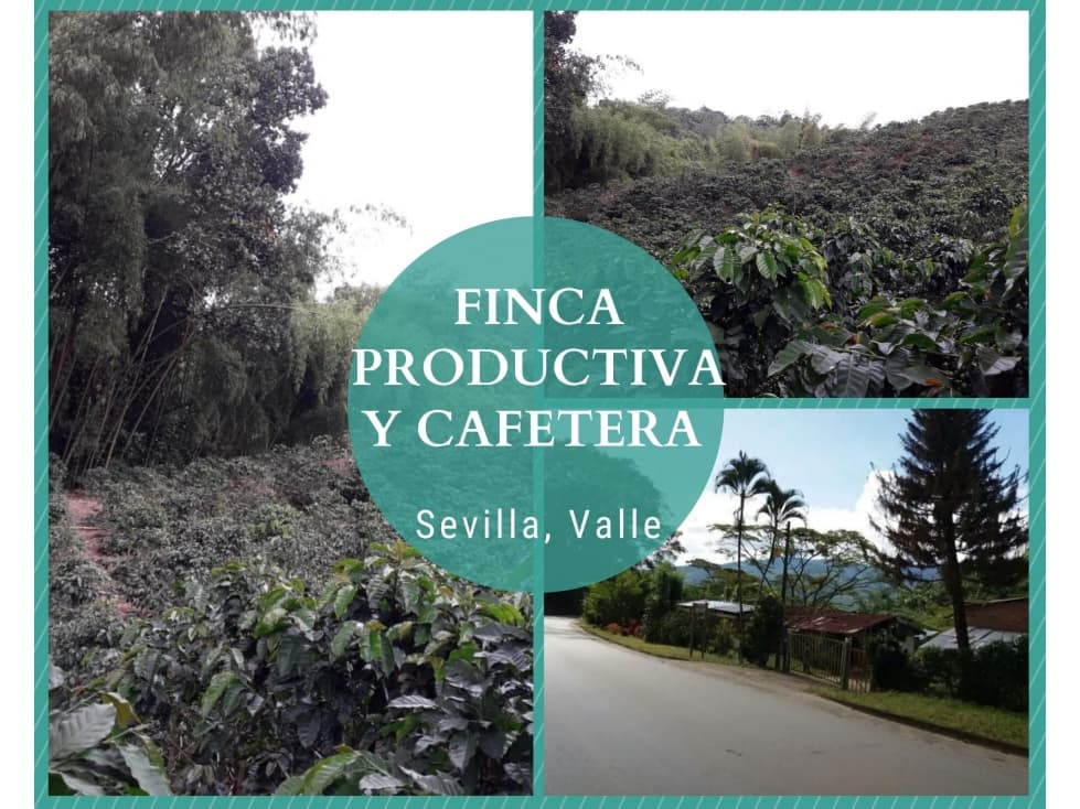 FINCA PRODUCTIVA Y CAFETERA SEVILLA VALLE 4799 - 1