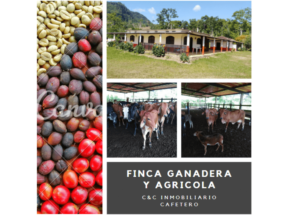 Finca Ganadera y Agrícola en Giron 4731 - 1