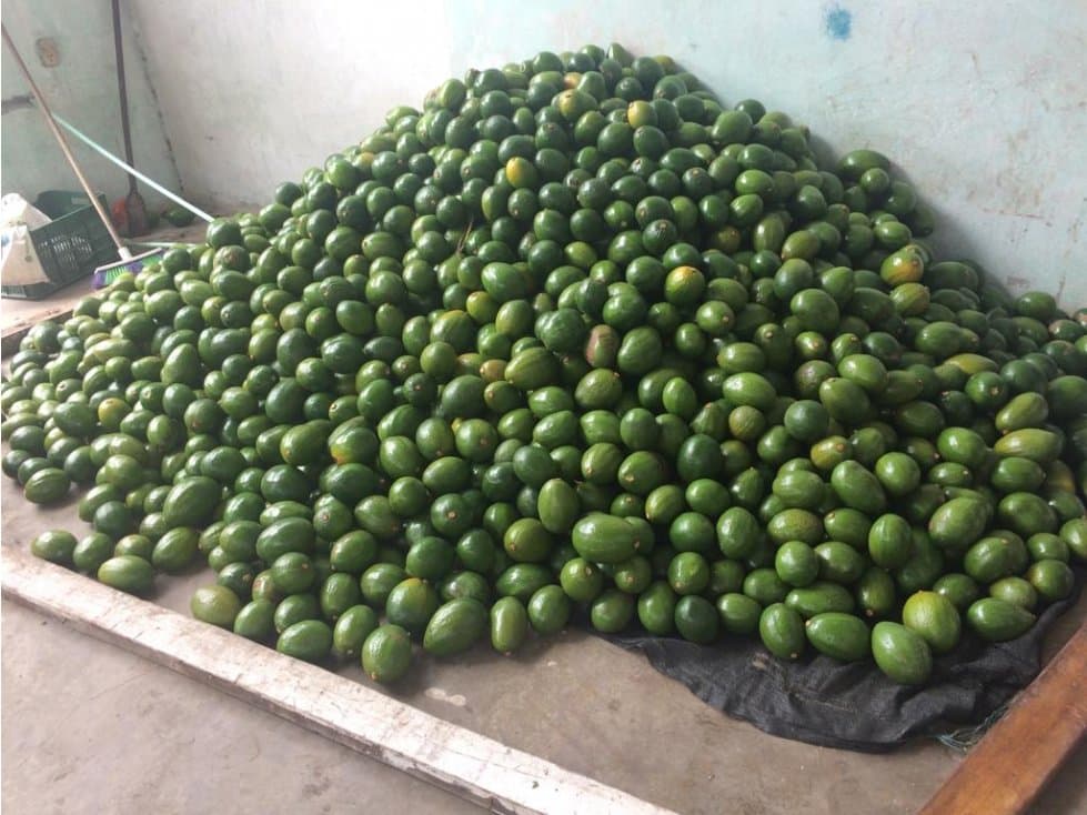 Finca aguacate Tolima Mariquita 90499-0 - 1