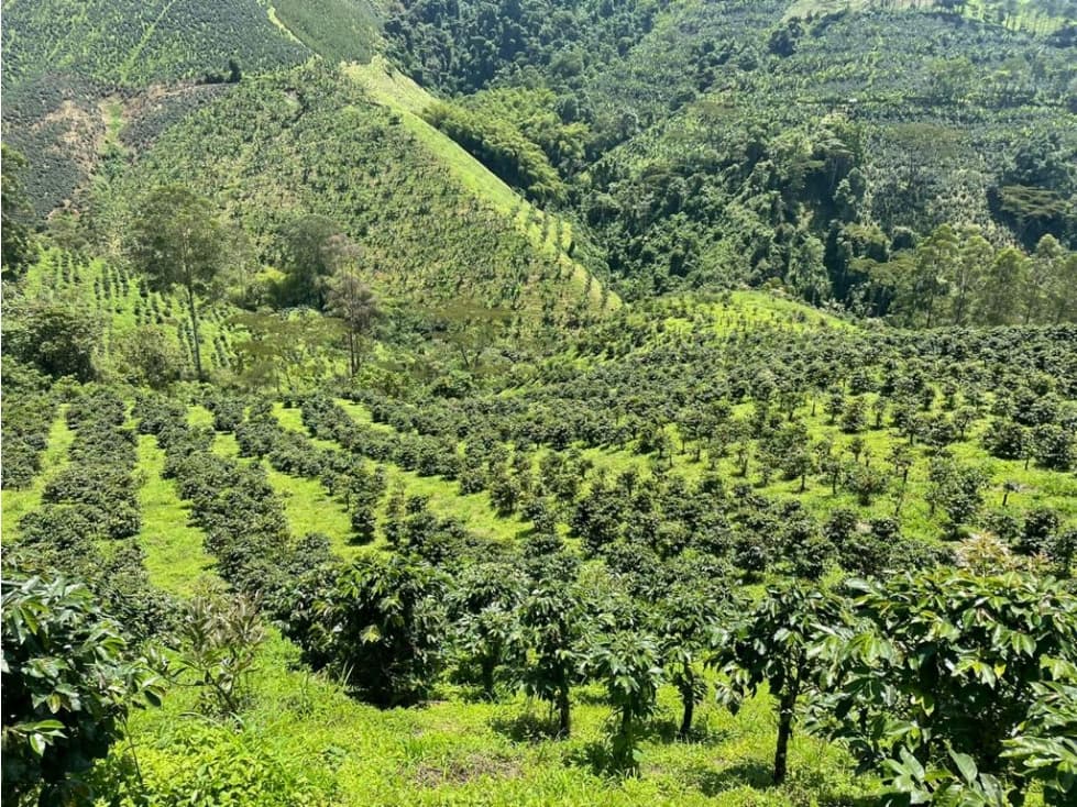 Finca CAFETERA 170 cuadras, excelente café a la venta - 1