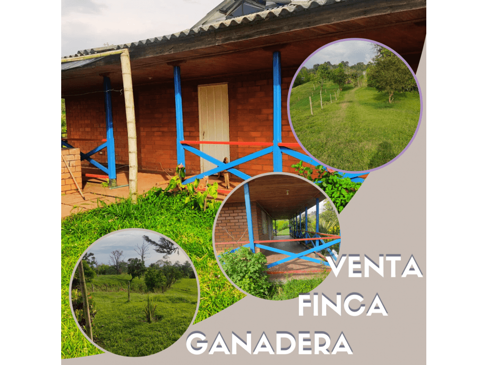 FINCA GANADERA PARA LECHERIA EN FILANDIA QUINDIO. - 1