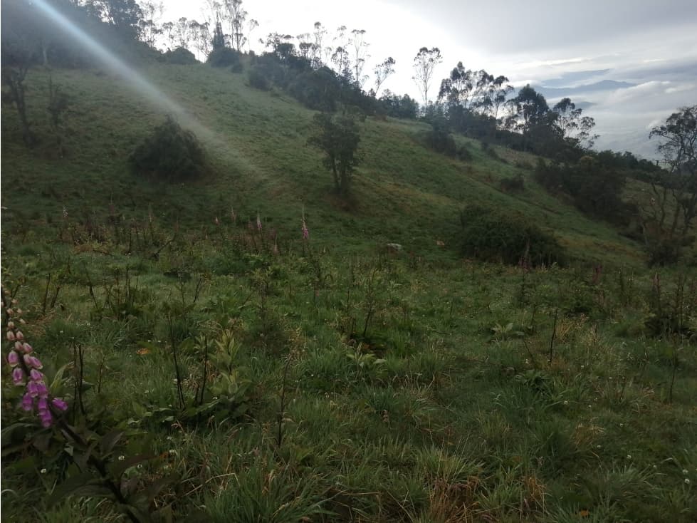 SE VENDE FINCA DE PRODUCCIÓN ALTO DEL AGUILA - 1
